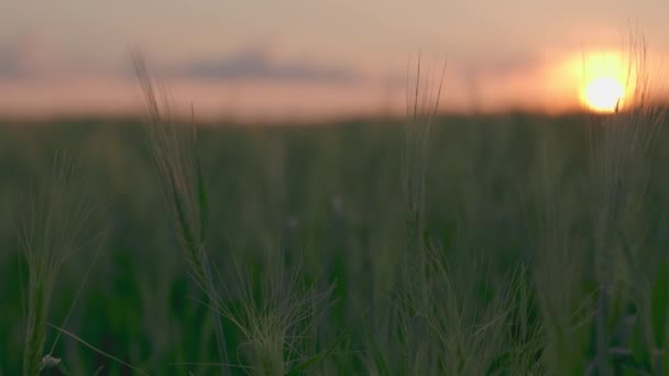 Zöld búza mező naplemente ég, mezőgazdaság, növénytermesztés mező, mezőgazdasági kenyértermelés, rozs termő föld talajültetvények, működő kertészeti gazdaság, tiszta ökológia, üzleti farm, gabonatermesztés — Stock videók