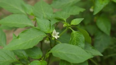 Beyaz çiçeğe dokunmak, tatlı biber, tarım gözlemcisi büyümeyi izler, seradaki bahçıvan sebze ekinleri, gıda işi, tarım, sebze bahçesindeki fidelerle ilgilenir.