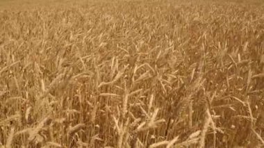 Gökyüzüne karşı altın buğday tarlası, tarım, eko, ekin ekimi, sağlıklı gıda yetiştirilmiş tarım çiftlikleri, iş tam tahıl ekmeği üretimi, hasat zamanı, toprak arazisi üzerindeki çavdar, kırsal arazi