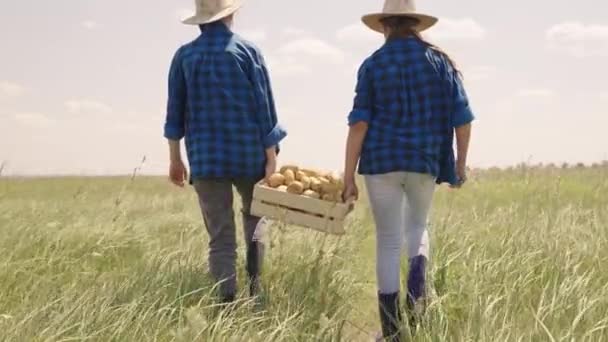 Rolnik niesie pudełko świeżo uprawianych ziemniaków po polu, warzywa na farmie na jesienne zbiory, zdrową wegetariańską żywność dla ludzi do wykarmienia, ogrodników na wsi, rolnictwo — Wideo stockowe