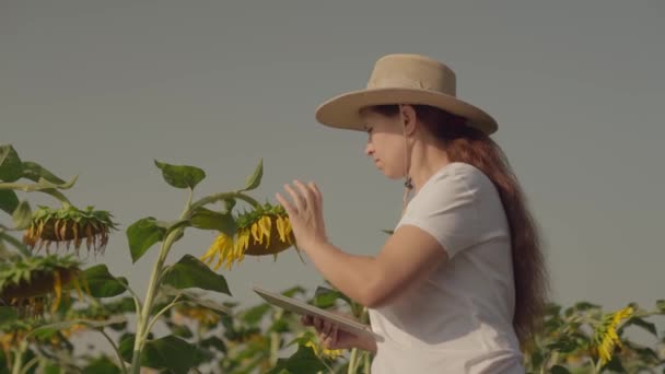Landwirtschaft, ein Landwirt mit Tablette arbeitet auf einem Feld mit Sonnenblumen, überprüft die Größe des Saatguts, berechnet die Ernte auf einem Bauernhof, ein Agronom für die Produktion von Sonnenblumenöl — Stockvideo