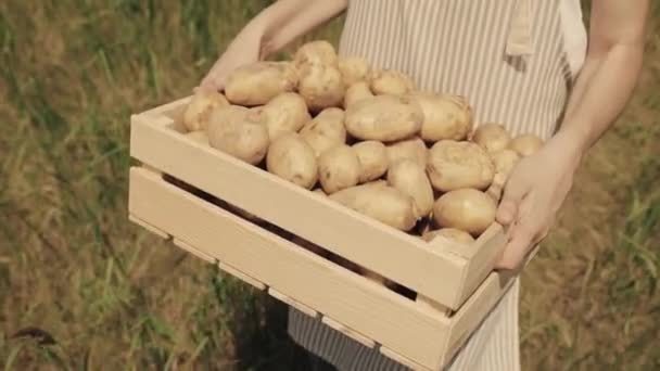 Contadino porta verdure di patate in una scatola camminando in un campo verde, tempo di raccolta, agricoltura, cibo vegetariano per la preparazione del cibo, coltivazione di un'azienda da terra, agronomi terreni agricoli, crudo maturo — Video Stock