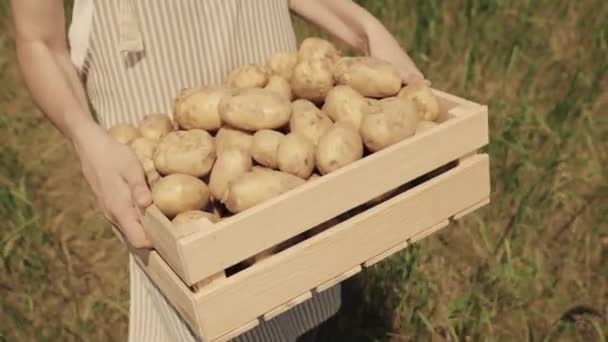 Agriculture, farmer with selected potatoes box walks across field, harvest boxes carry them farm, vegetable business healthy vegetarian diet, agronomist carries potato tubers dug out ground his hands — 图库视频影像