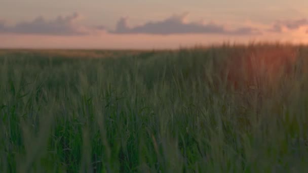 Green wheat field at sunset, agriculture, summer harvest in sunlight on farm, growing spikelets of cereal plants, dawn in rural wheat fields, green spring nature, plant grain stems in orange light — Stockvideo