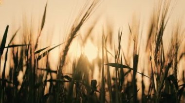 wheat in field at sunset, agriculture, grain growing on plantation in summer, grain business product, seed growing in ground in sunlight, concept harvesting ripe wheat ears. Ripening rural landscape