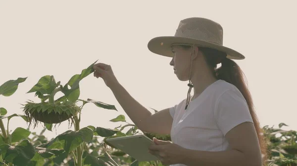 En landmand med en tablet arbejder på en mark med en solsikke, landbrug, en agronom dyrker frø til produktion af vegetabilsk olie, en plantage til udvikling af salget af solsikker Stock-billede