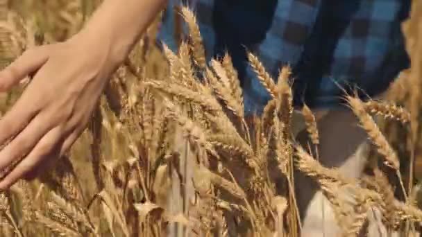 Девушка рука касается пшеницы в поле, крупным планом, малый бизнес с пшеничным предпринимательством, сельское хозяйство, фермер заботится о выращиваемых культур на ферме, агроном инспектирует посевы плантаций продовольствия — стоковое видео