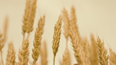 hhhhhhhh, jjjjjjjj, lllllllllllllllllllllllll, fffffff, cccccccc, aaaaaaaaa, ooooooooooooooo, rrrrr,