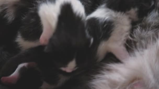 Little infant kittens suckle the breast of the mother of cat, breastfeeding of child pets, happy family cat life, children of daughter and son, mother, nurse of healthy growth of fluffy kid, teamwork — Vídeo de Stock