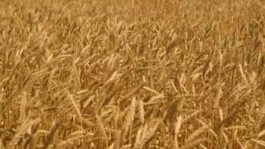 hhhhhhhh, jjjjjjjj, lllllllllllllllllllllllll, fffffff, cccccccc, aaaaaaaaa, ooooooooooooooo, rrrrr,