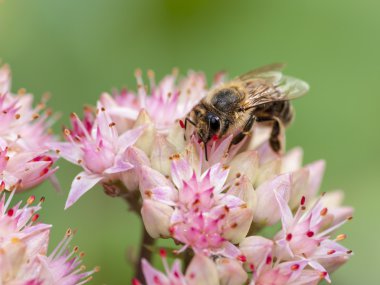 Bee on pink flower clipart