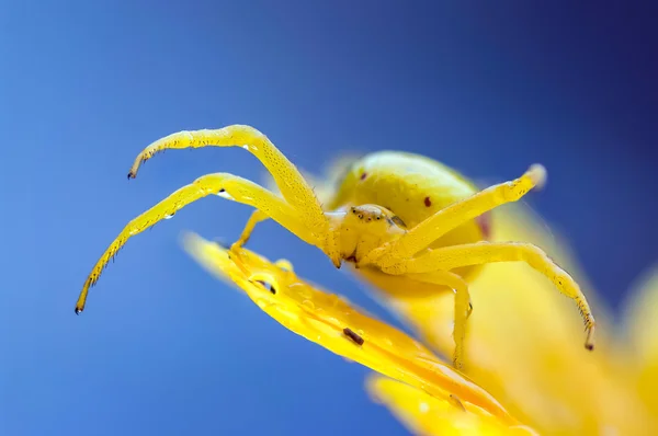 Gul krabba spindel på blomma efter regn — Stockfoto