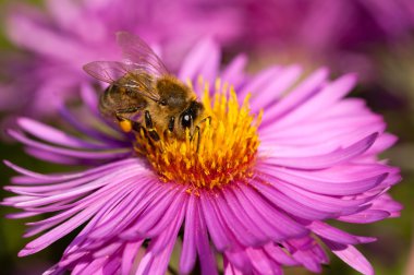 Honeybee on pink flower clipart