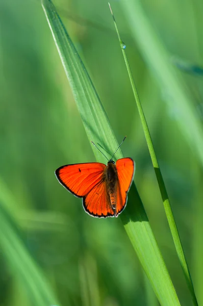 Papillon printemps orange — Photo