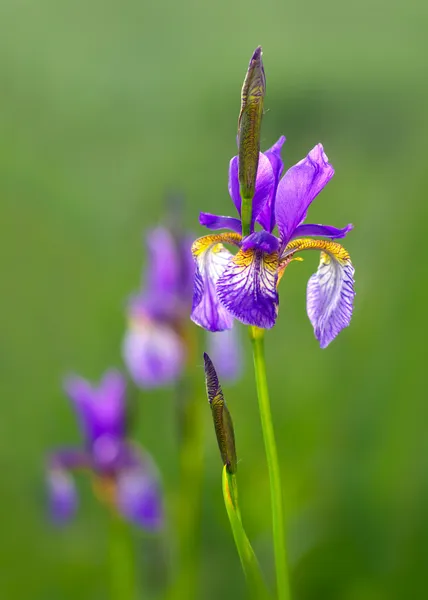 Iris çiçek yeşil zemin üzerine yakın çekim
