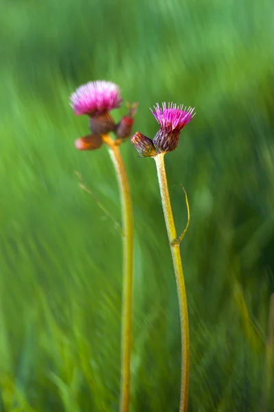 Mor kır çiçekleri