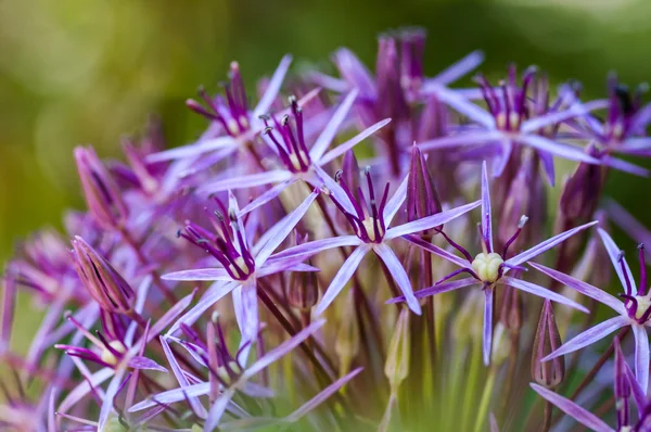 淡紫色的花朵 — 图库照片