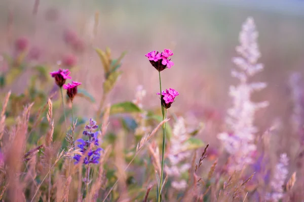 野生の花 — ストック写真