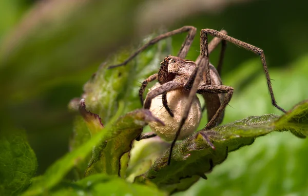 Spider (Pisaura mirabilis) — Stock Photo, Image