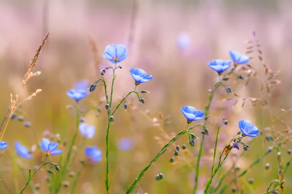Niebieskie kwiaty lnu lub linum lewisii — Zdjęcie stockowe