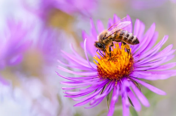 Pembe çiçekte bal arısı