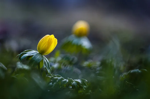 Kış aconiti (Eranthis hyemalis)