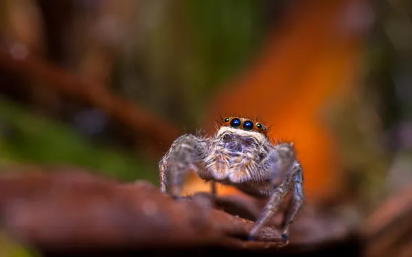 Araña saltarina —  Fotos de Stock