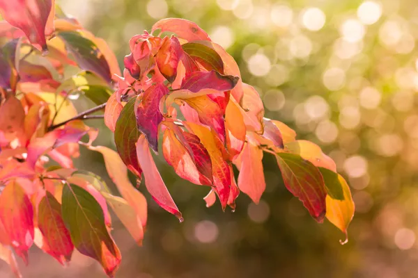 sonbahar yaprakları arka plan