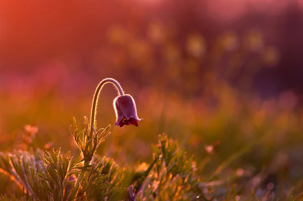 Sarı geyik yavrusu-zambak