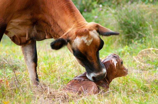 Yeni doğan jersey buzağı