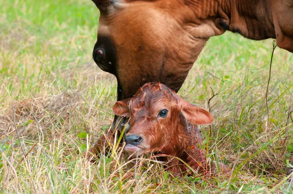Yeni doğan jersey buzağı