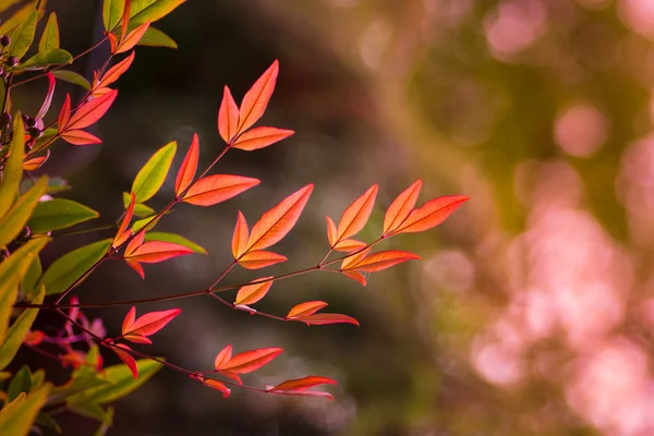 Red bamboo leaves — Stock Photo, Image