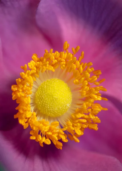 Anemone — Stock Photo, Image