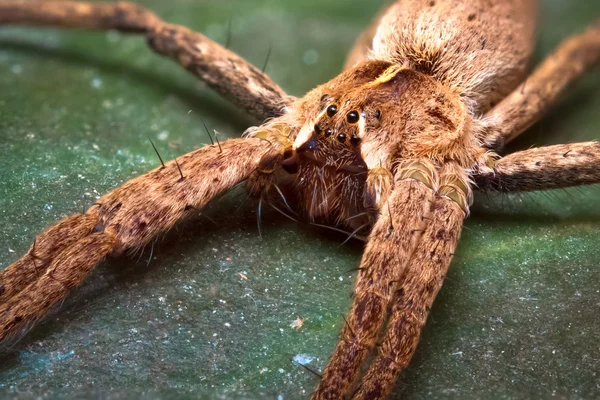 Spider (Pisaura mirabilis) — Stock Photo, Image