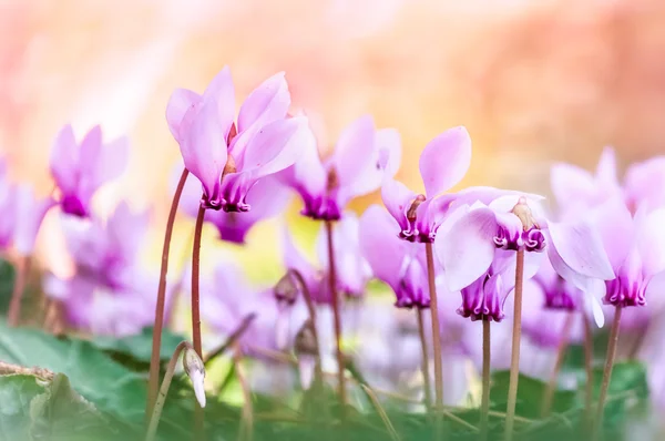 Cyclamens
