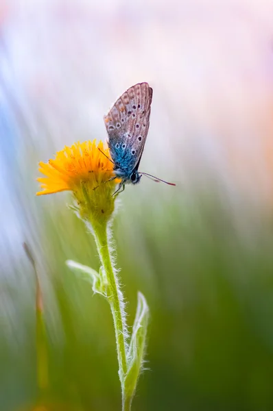 Kelebek gün doğumunda