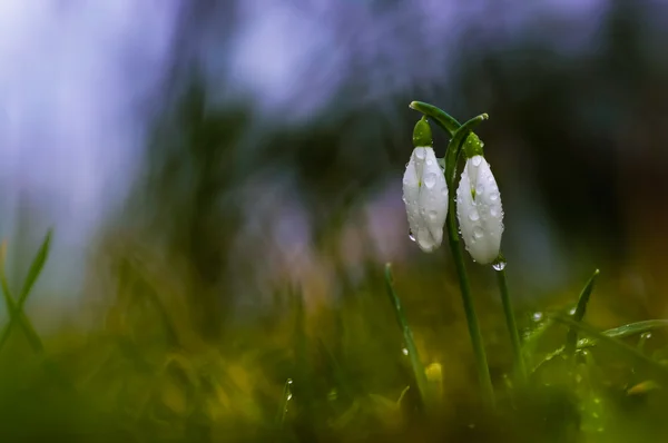 Sněženky — Stock fotografie