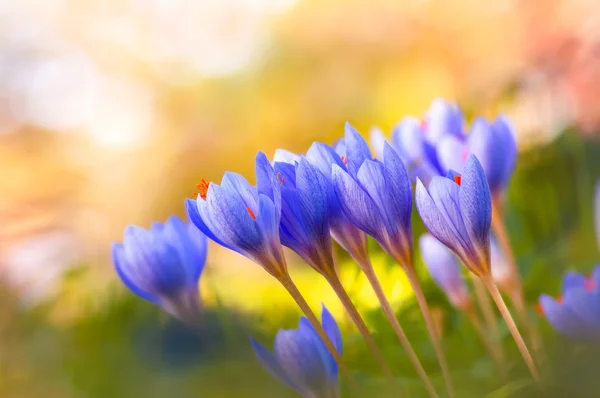 秋に咲くクロッカス — ストック写真