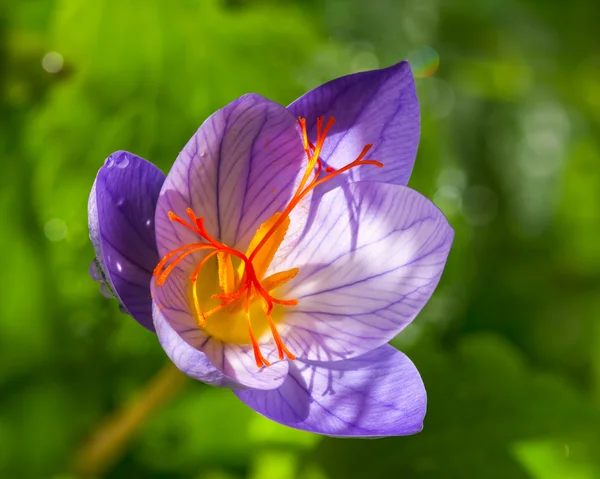 sonbaharda çiçek açan Çiğdem