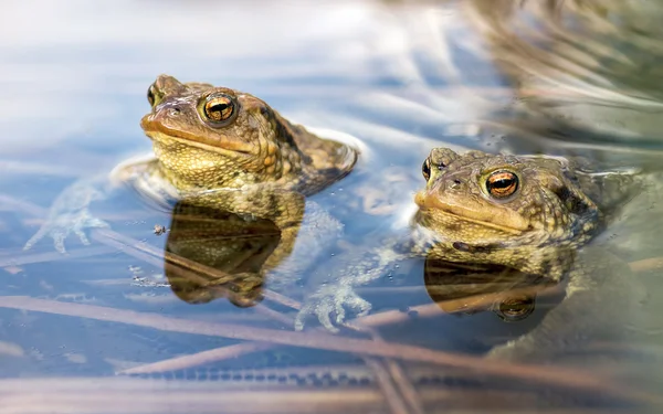 Manliga paddor i vatten, bufo bufo — Stockfoto