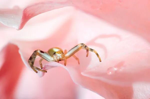 Krabba spindel på rosa kronblad — Stockfoto