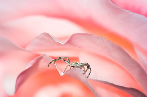 gül yaprakları üzerinde bir av için bekleniyor