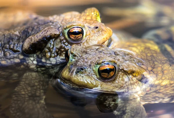 Male toads in water, Bufo bufo — Stock Photo, Image