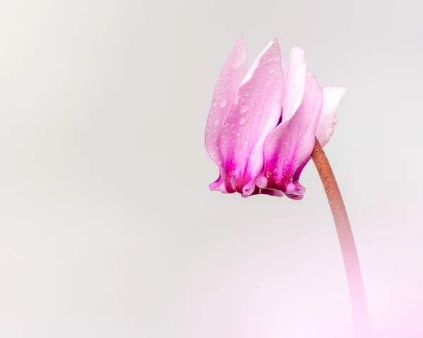 Yağmur damlaları ile Siklamen