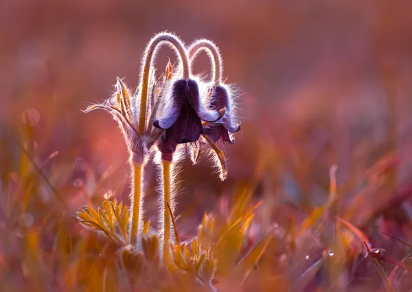 オキナグサ花 — ストック写真