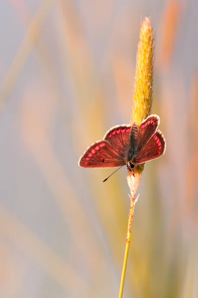 Şafakta çimenlerin üzerinde güzel turuncu kelebek.