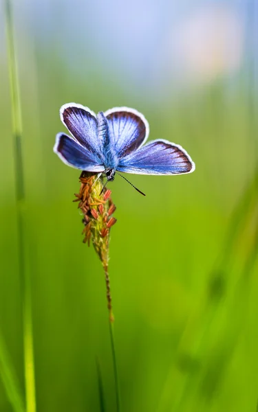 çimenlerin üzerinde mavi kelebek