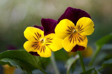 Heartsease (viyola üç renkli)