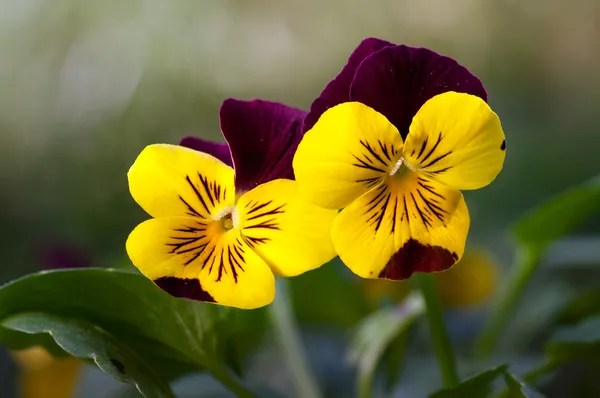 Heartsease (tricolor de viola) — Fotografia de Stock