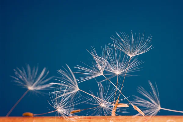 karahindiba tohumları